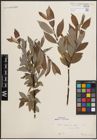 Foto von Salix daphnoides Vill.